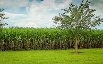 sugarcane-cane-field-raw-sugar-crop