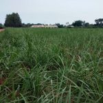 A-sugarcane-plot-belonging-to-Mr.-Joseph-Wesonga-Mutimba-a-contracted-farmer-in-Bumanyi-village-in-Nasira-Sub-Location-1024x768