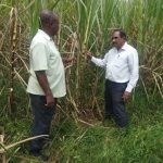Mr.-Rajaram-Ravi-the-Agriculture-Service-Manager-explaining-to-Mr.-Shabaan-Wanders-our-contracted-farmer-in-Lunga-village-in-Matayos-Sub-County-how-to-establish-the-age-of-the-cane-768x1024