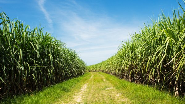depositphotos_65129915-stock-photo-sugarcane-field-and-road-with