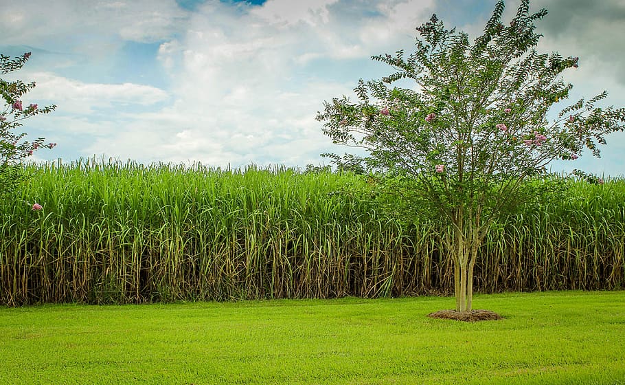 sugarcane-cane-field-raw-sugar-crop